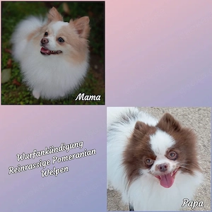 Wurfankündigung Reinrassige Pomeranian Welpen 