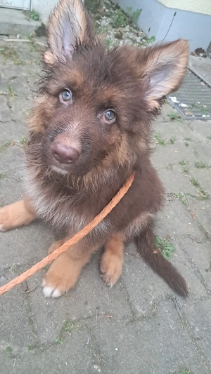 braune Altdeutsche Schäferhunde 