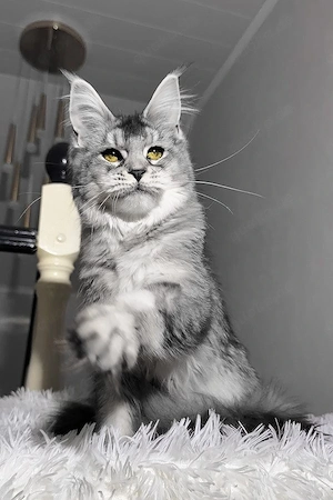 Süße Maine-Coon-Katze (5 Monate alt) sucht ein liebevolles neues Zuhause. Schwarz-getigert.