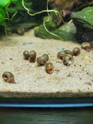   Aquarium Putzcrew 20 Posthornschnecken 