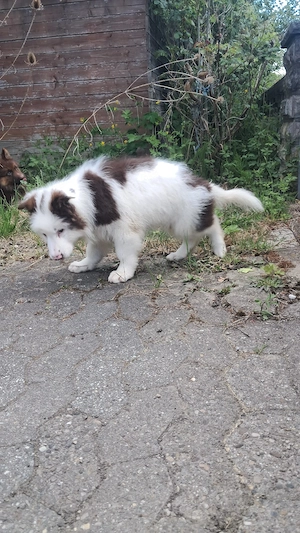 braune Altdeutsche Schäferhunde 