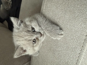 Süße BKH Kitten suchen ein liebevolles Zuhause 