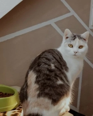 Akira sucht ein neues Zuhause 