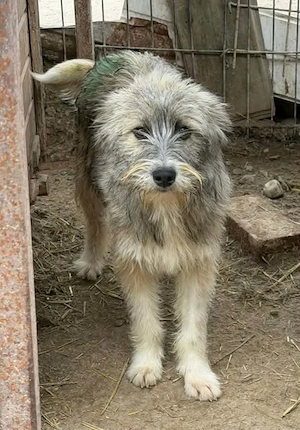 Polly - in Sascut