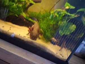 Rarität Ambystoma andersoni kein Axolotl