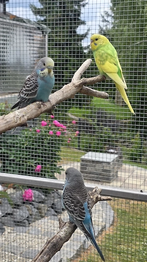 nestjunge Wellensittiche
