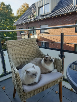 Ragdoll-Katzen Pärchen in liebevolle Händen abzugeben 