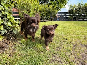 Chihuahua Welpe Bild 2