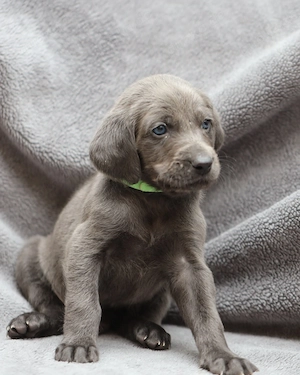 Langhaar weimaraner welpen 