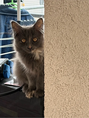 zuckersüßes Maine Coon Torti Mädchen