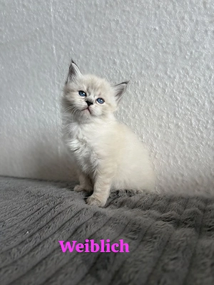Süße Ragdoll Maine Coon Mix Kitten abzugeben   