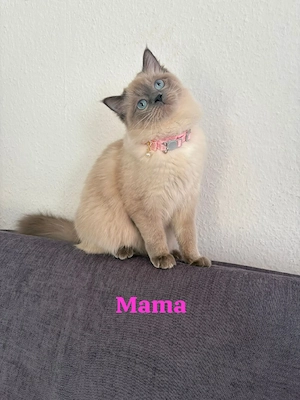 Süße Ragdoll Maine Coon Mix Kitten abzugeben    Bild 5