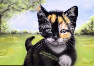 suche !!Katzenbaby Mädchen 