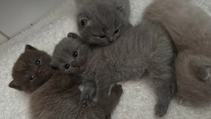 BKH Kitten suchen neues Zuhause Bild 3