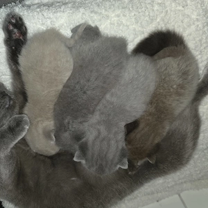 BKH Kitten suchen neues Zuhause Bild 2