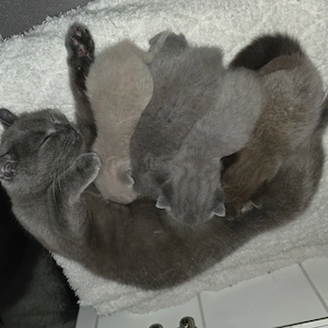 BKH Kitten suchen neues Zuhause