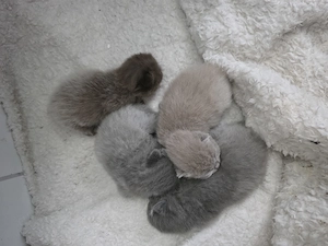 BKH Kitten suchen neues Zuhause Bild 6