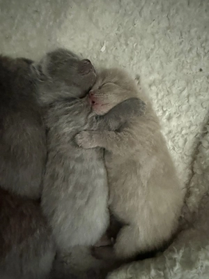 BKH Kitten suchen neues Zuhause Bild 5