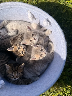    Wunderschöne, liebevolle Kitten suchen ein Zuhause   