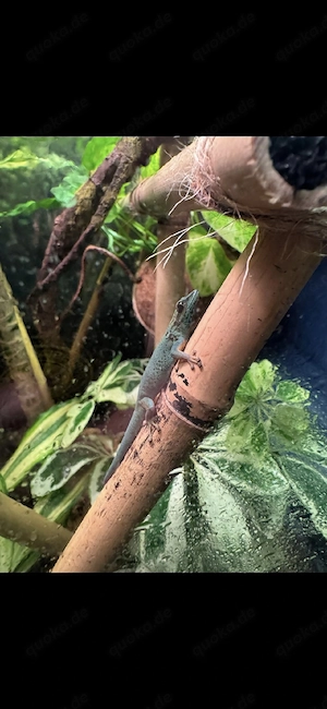 Himmelblauer Zwergtaggecko (Lygodactylus williamsi) 