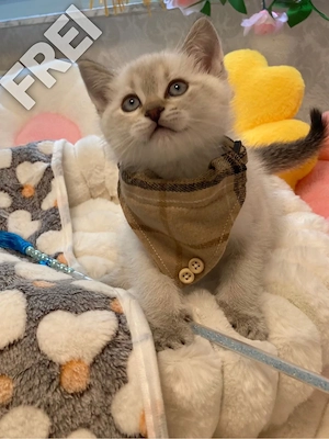 Wundervollen BKH Kitten in Blue Tabby Point