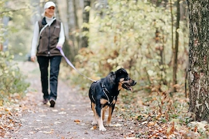 Schöne Prada sucht liebevolles Zuhause Bild 9