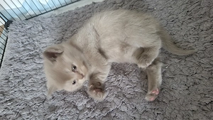 BKH katzenbaby