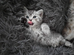 Liebevolle babys sind da 