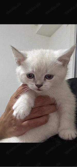 BKH Kitten Baby Katze 2 Monate alt!