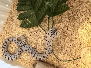 Heterodon nasicus: 0.1 Superconda & 1.0 Super Arctic (66% het Albino) Bild 4