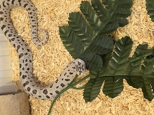 Heterodon nasicus: 0.1 Superconda & 1.0 Super Arctic (66% het Albino) Bild 3