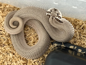 Heterodon nasicus: 0.1 Superconda & 1.0 Super Arctic (66% het Albino) Bild 2