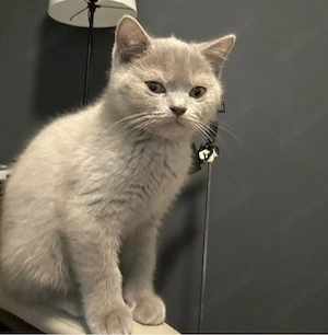 BKH Kitten Männchen