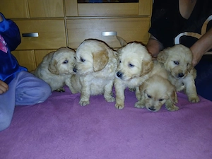 Golden Doodle Welpen zu verkaufen 