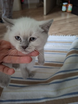 Süße Kitten verspielt