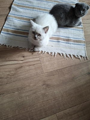 Süße Kitten verspielt
