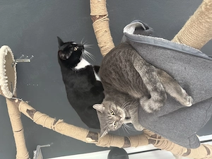 Europäischer Kurzhaar Kater