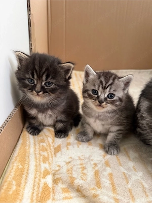 Süße Kitten suchen ein liebevolles Zuhause 