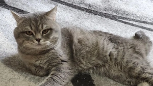 Deckkater 