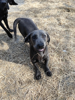 Labrador Dackel Mix Hündin 