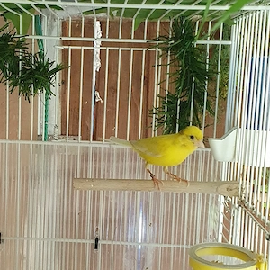 kanarienvogel raza espaniol