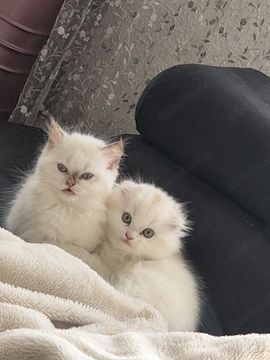    Wunderschöne und besondere Katzen suchen ein liebevolles Zuhause   