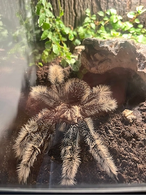 Vogelspinnen Bild 2