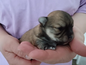 1 Langhaar Chihuahua Welpe Rüde ohne Stammbaum von Untersuchten Eltern