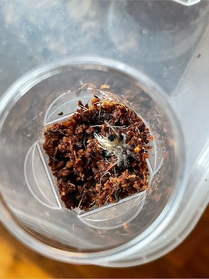 Vogelspinnen Bild 4