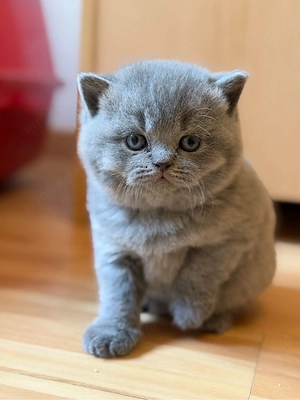 4 Britisch Kurzhaar Kitten BKH Babys grau geimpft