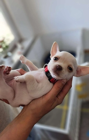 Chihuahua Welpe Hündin 