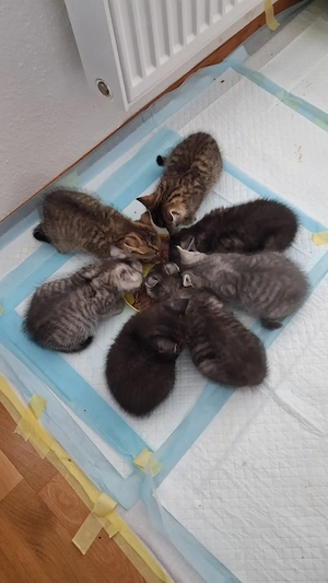 BKH Kitten