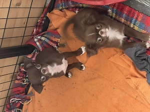 Süße Chihuahua Jungs Blau und Schoko Bild 4