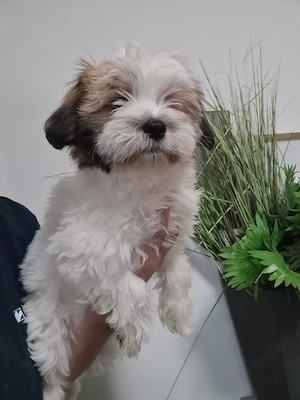 Shih-tzu malteser mix Bild 2